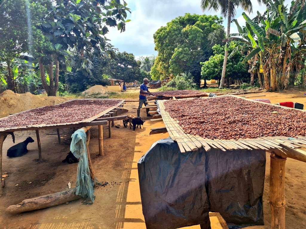 CocoaKrachie's tweet photo. Drying of Beans before Sale 💰 https://t.co/Mghf7HtQaA