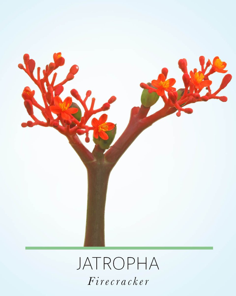 Marginpar's tweet photo. Fancy a fiery 🔥 design? Good news then! The Jatropha Firecracker is here again! After a wet cold Tanzanian winter period, our Jatropha flower field is back in business. 

Are you familiar with this fiery rascal yet? 

#floralnews #jatropha #floralinspo #flowers https://t.co/aF7EYDAg1z