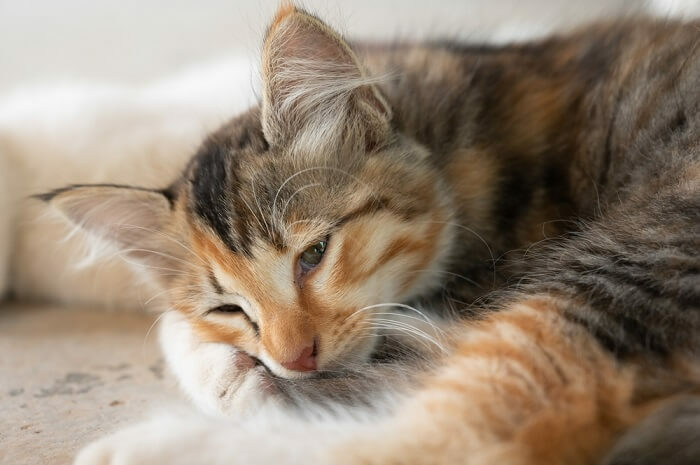 amazing_beer_'s tweet photo. Mirtazapine For Cats: Overview, Dosage & Side Effects
Join GR: https://t.co/9F6Vqxx26E
#dogsofinstagram #dog #puppy #doglover #dogoftheday #pet #dogstagram #nationalpetday #doglife #puppylove #doglovers #puppiesofinstagram #petstagram #pets #petsofins… https://t.co/3ogKgDb6Iv https://t.co/9wGo3GCYmV
