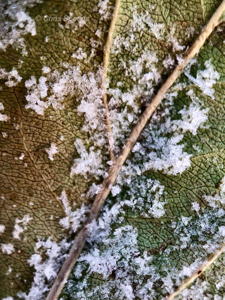 Jack Frost makes an appearance! 

#frost #ilwx #NaturePhotography #TwitterNatureCommunity #MacroPhotography #ThePhotoHour <a href="/MacroHour/">#MacroHour 🌿</a> <a href="/EarthandClouds/">Earth and Clouds</a> <a href="/EarthandClouds2/">Earth and Clouds II</a> @LensAreLive