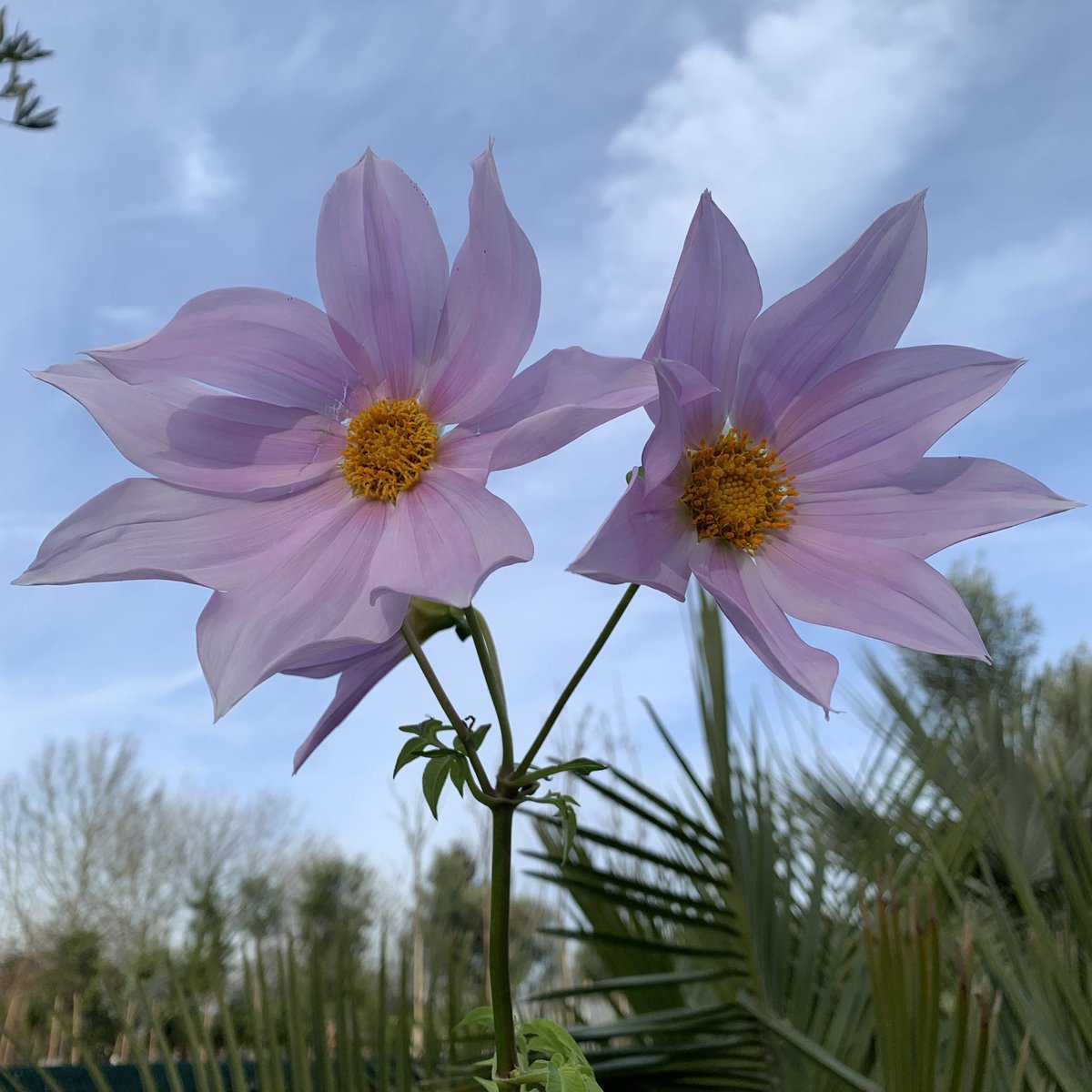 BruceBigPlant's tweet photo. With it being so mild our giant tree Dahlia, Dahlia imperialis is flowering right now. Usually we grow them for the huge size of the stems and leaves, they are 4 metres high this year! The flowers are a late season bonus. https://t.co/HvkLRyYCXz