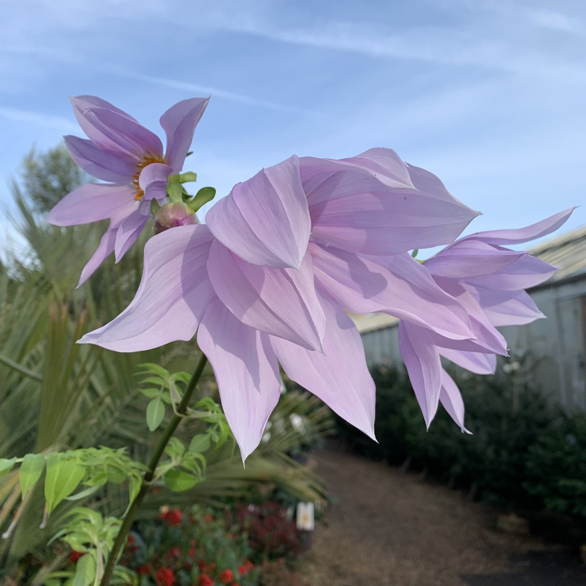 BruceBigPlant's tweet photo. With it being so mild our giant tree Dahlia, Dahlia imperialis is flowering right now. Usually we grow them for the huge size of the stems and leaves, they are 4 metres high this year! The flowers are a late season bonus. https://t.co/HvkLRyYCXz
