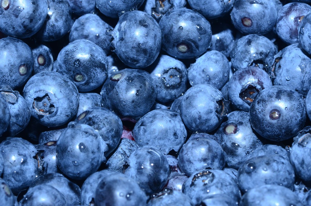 Blueberries are recommended for people at the early stage of dementia.

Elderly people showing early symptoms of dementia showed remarkable improvements when blueberry supplements were administered to them.

#healthfacts #Factsabouthealth #healthscience #dementia #blueberries