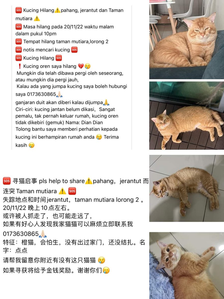 ShyanShyanLee2's tweet photo. Kucing Hilang!!!
Pahang, Jerantut Dan Taman Mutiara!!
Pls contact 017-3630865 https://t.co/9LjftqPV6Z