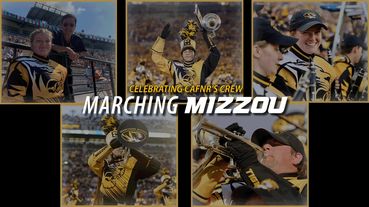 Tune in tomorrow and support @MarchingMizzou in the Macy’s Thanksgiving Day Parade! #Mizzou will lead the parade, which will air on your local NBC channel & stream on Peacock at 9 a.m. While you wait, read about a few CAFNR students who are in the band: cafnr.missouri.edu/marching-mizzo….