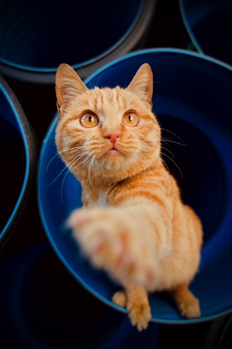 Random Kitties tweet media