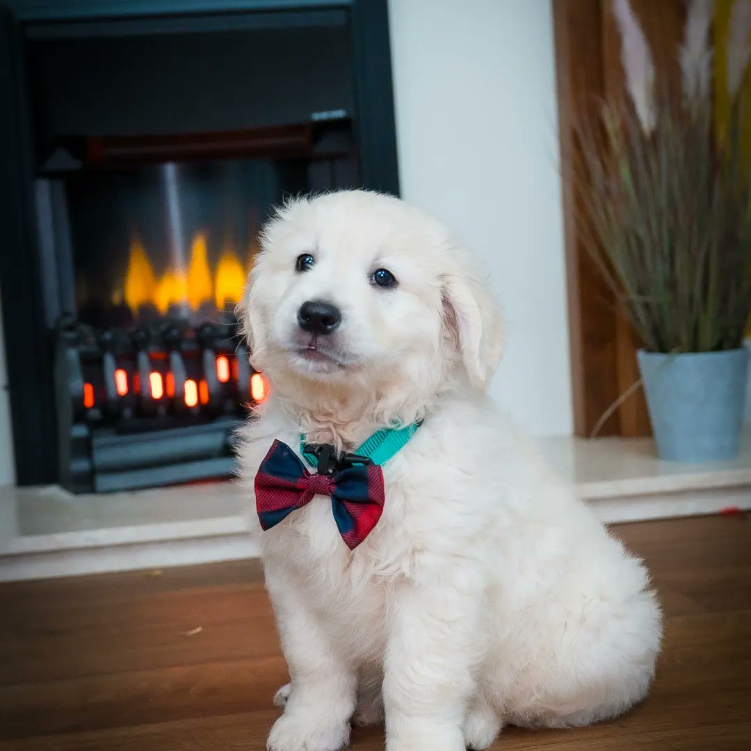 We're delighted to announce the arrival of CareChoice Trim's new fur baby Sam the Golden Retriever.

#residentialcarehome #newpet #meetsam 

#carechoice #carehomes #residentialcare