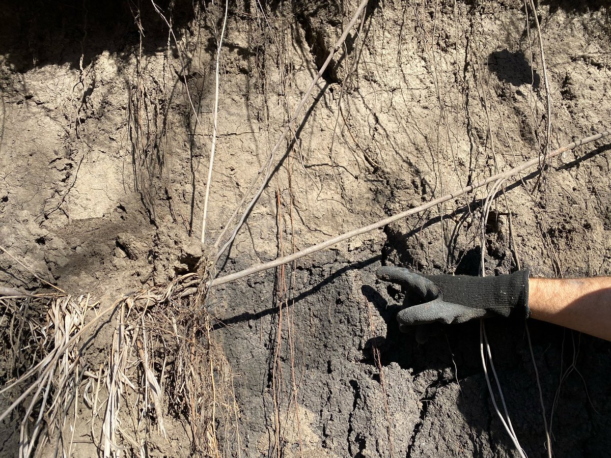 drbillyjbeck's tweet photo. #Streambanks have different “layers”.
Each w/ varying: #erosion processes; #phosphorus content
How do “layers” impact #Iowa #waterquality? Quick, non-tech, pub from @ISUANR :
https://t.co/74QmgEnDGx https://t.co/cjerN8bAjA