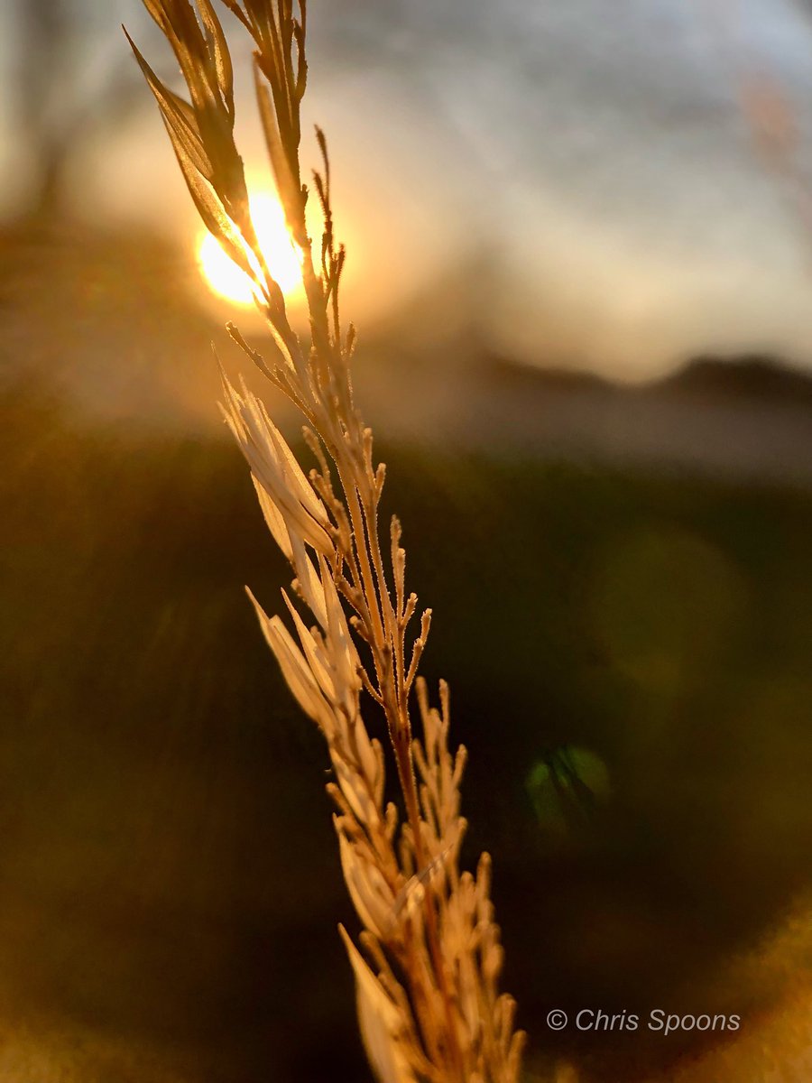 Sunrise through ornamental grass. 

#sunrise #OrnamentalGrass #ilwx #NaturePhotography #TwitterNatureCommunity #MacroPhotography #ThePhotoHour <a href="/MacroHour/">#MacroHour 🌿</a> <a href="/EarthandClouds/">Earth and Clouds</a> <a href="/EarthandClouds2/">Earth and Clouds II</a> @LensAreLive