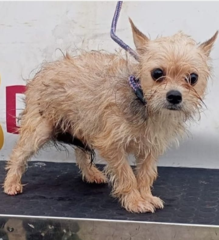 siviaromera1's tweet photo. D.E.P. 🌈
Este perrito, según la web de la perrera de Sevilla, FALLECIDO E INCINERADO. https://t.co/Lu0TGno5wV