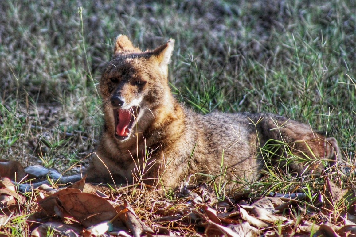 HeidiJaynePhoto's tweet photo. #photoanimals #animalsinnature #photooftheday https://t.co/wVUaUh4jis