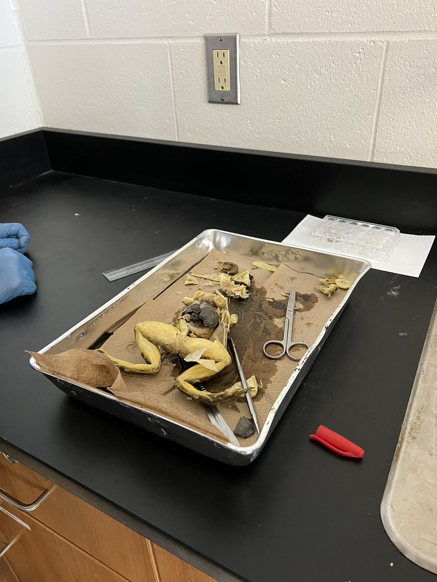 Exploring body systems today in SNC2P. Lots of smiles for some inquiry based learning! #frogdissection <a href="/StFXSOS/">St Francis Xavier CSS</a> @adriano_perusin