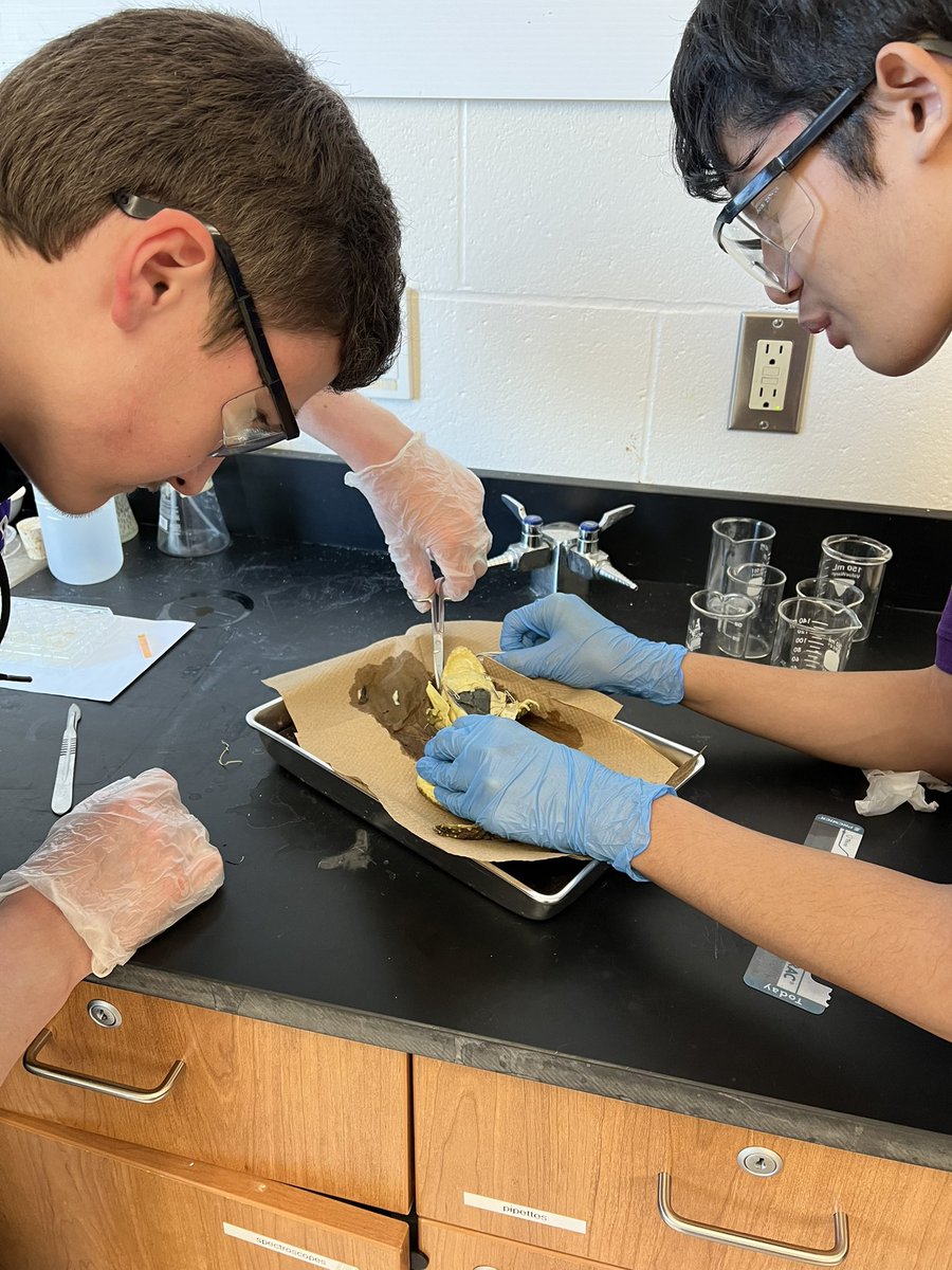 MrDeeScience's tweet photo. Exploring body systems today in SNC2P. Lots of smiles for some inquiry based learning! #frogdissection @StFXSOS @adriano_perusin https://t.co/4JKQMg1pwO