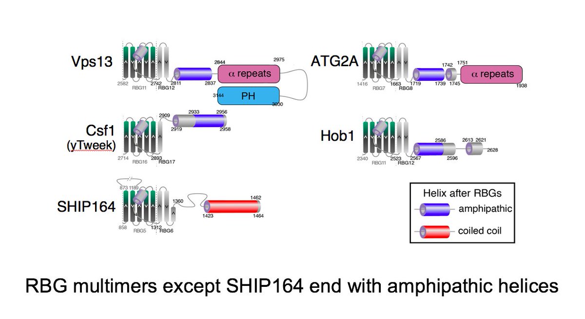 timlevine1's tweet photo. 5 of 5
Most RBG multimers have two amphipathic helices that cross over the groove at their N- and C- ends. SHIP164 is the exception, with its C-terminus lacking this kind of helix, but having a coiled coil. The paper speculates on what role that might play. https://t.co/WISgxkYdV9