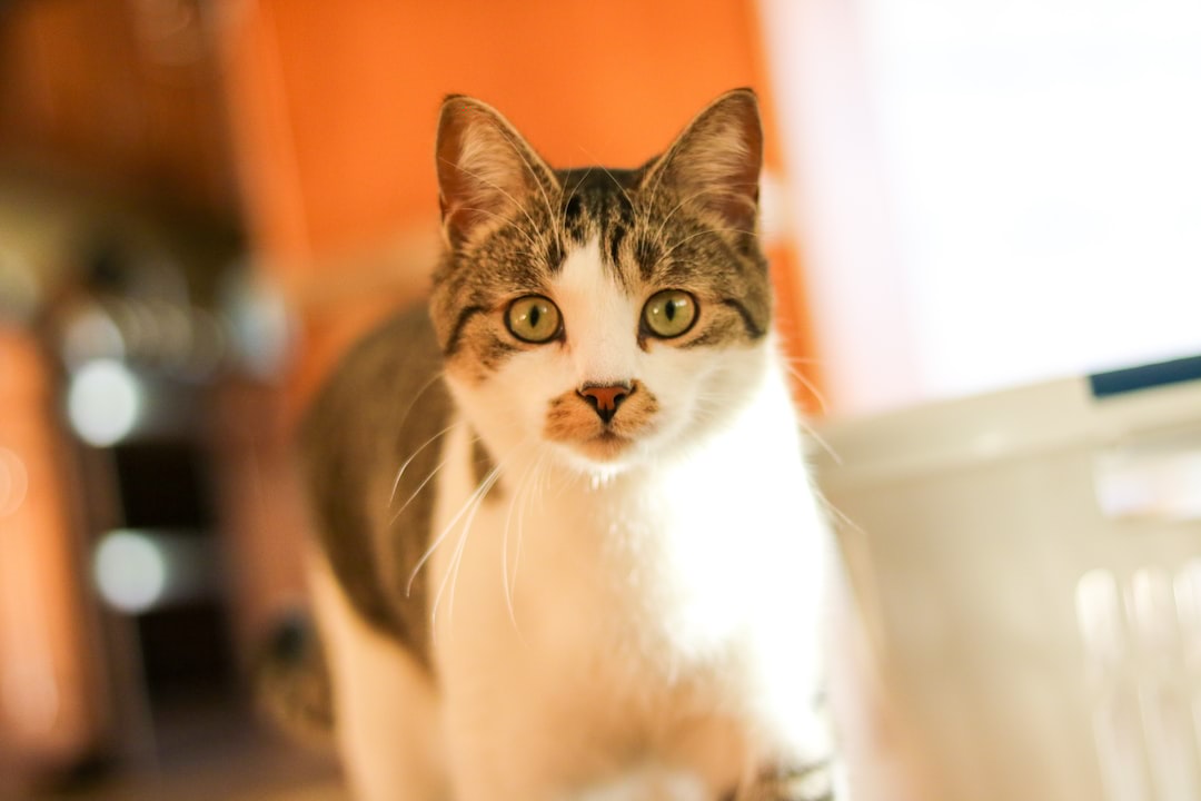Random Kitties tweet media