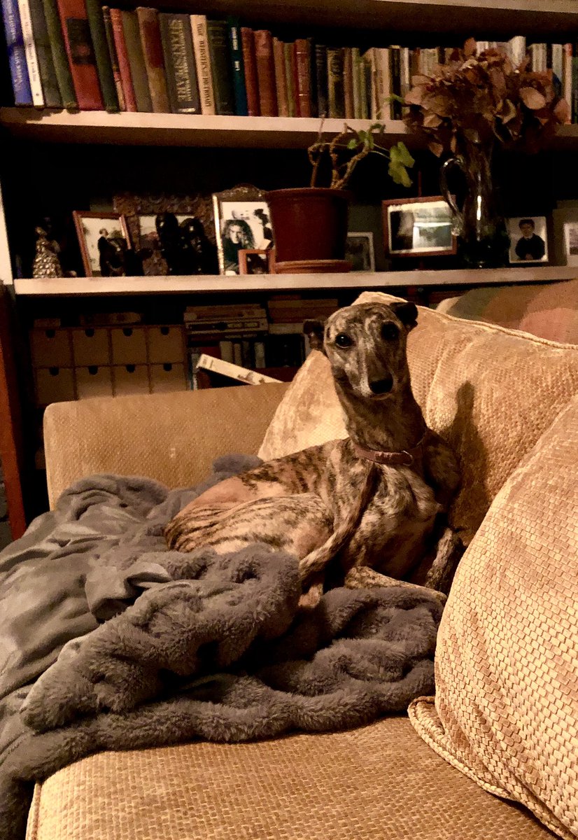 Don’t know who needs to know this but Winnie the Whippet is settling in just fine. #AdoptDontShop #whippet  <a href="/adogsliferescue/">A Dog's Life Rescue</a> <a href="/jomangan/">Jo Mangan</a>