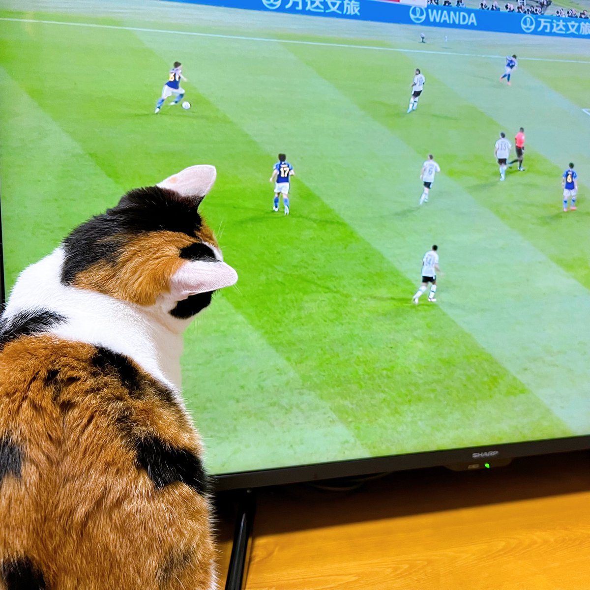 hongeeeee_'s tweet photo. 頑張れ、日本‼️
 #サッカーワールドカップ2022  #頑張れ日本 https://t.co/CYLxUerOZ2