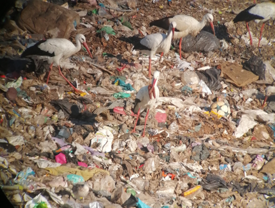 jmarcelinopt's tweet photo. (6/6)🧵According to the #EuropeanUnion #wastepolicy plan, landfill waste will need to be reduced to 10% of current levels by 2035. 
Also, it is expected that waste production will become more abundant in northern Africa. 

What will happen to storks' migratory paths by then? https://t.co/jYID54geVB