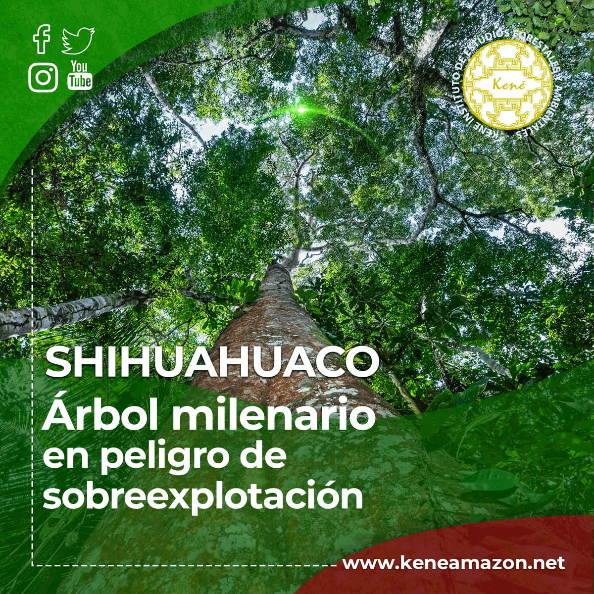 keneamazon's tweet photo. 📣 La sobreexplotación del #Shihuahuaco🌳 de la Amazonía de Perú, ha generado la alerta de científicos sobre su posible desaparición, los gobiernos no incluyen aún en la lista roja de árboles amenazados y podría extinguirse en 10 años.
Ver: 👇
https://t.co/huN9sHwo5y https://t.co/WHb0x4DmtH