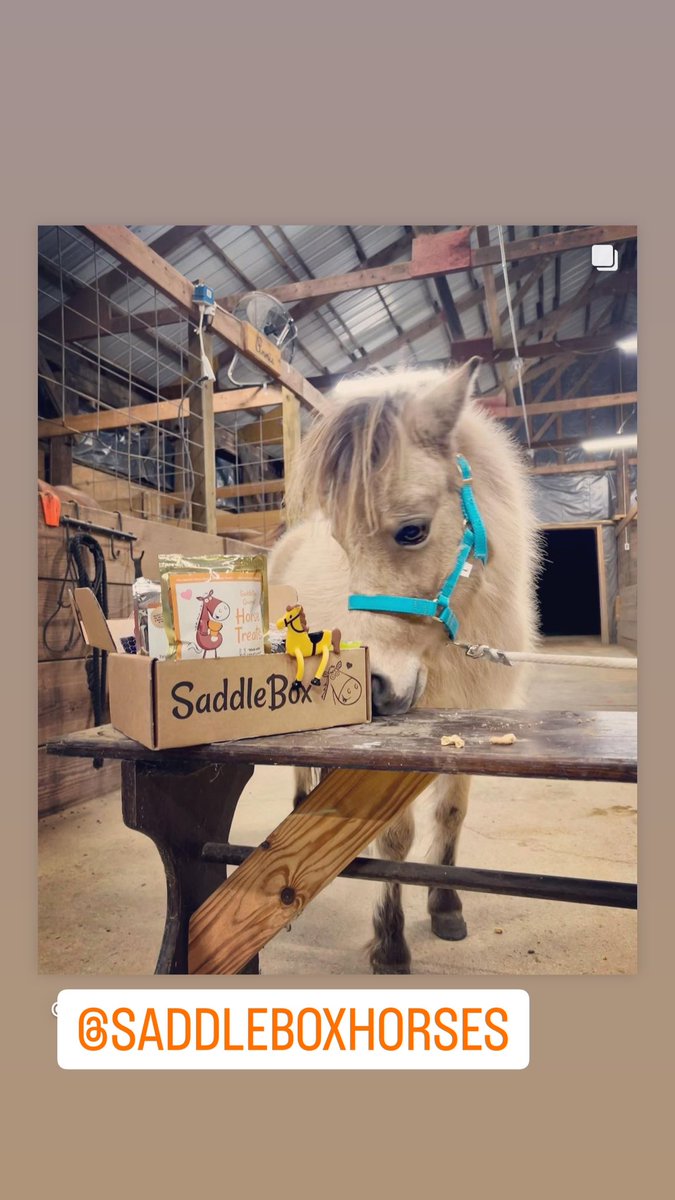 BuzzPolice's tweet photo. Introducing June 💙 Miss June enjoyed her first @SaddleBox We picked her up in Wisconsin last weekend with a little man named Cash💙 #miniture #horse #buckskin https://t.co/CWwuLaA59h