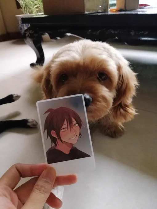 Here's my old baby Samchon, from his younger years He shares the same birthday as Yamaguchi, so you may have seen him in my art as well  I'd be grateful for any and all help, truly!! Thank you for reading this far!!  