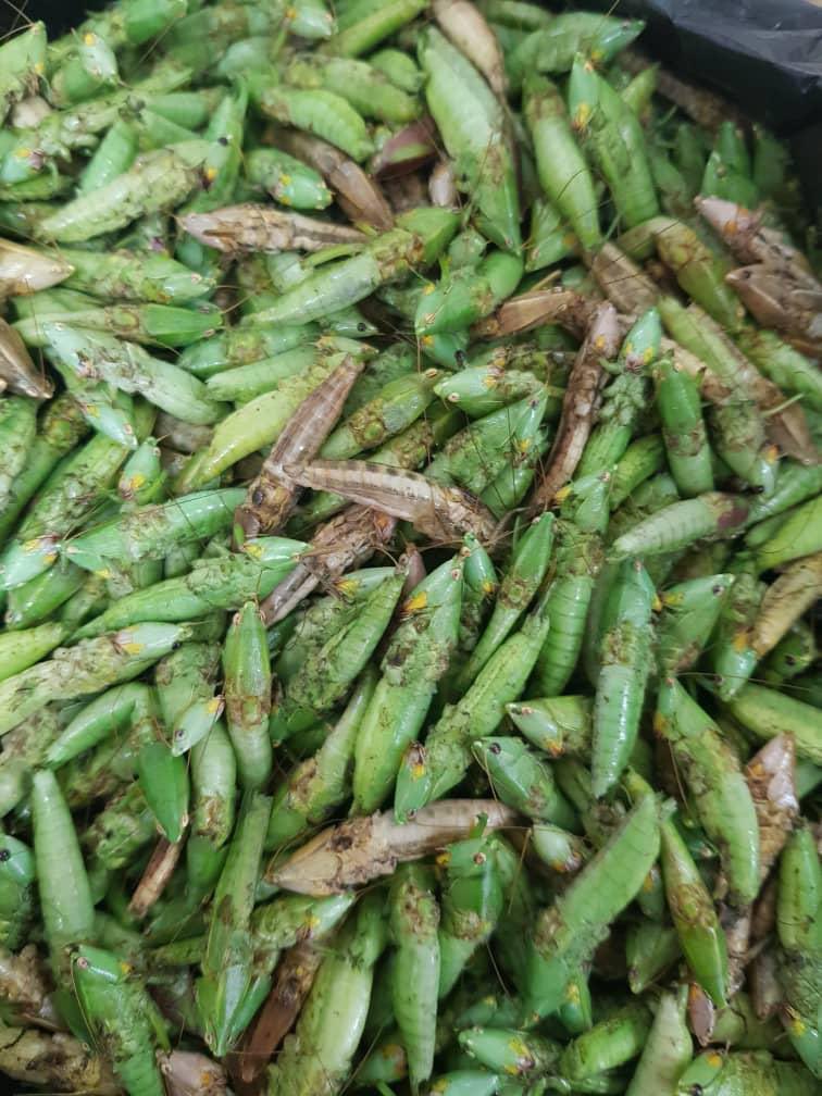 U.S. Ambassador to Uganda tweet media