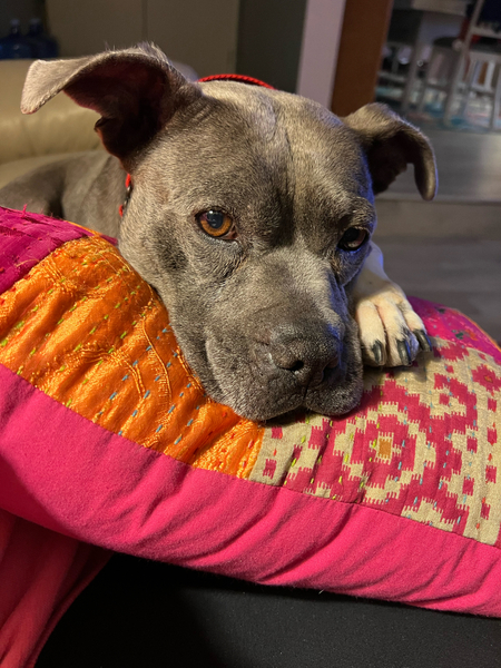 #Dog #Spooner_CCSTCA_01 All I need is a pillow  https://t.co/OHKXile5Gx https://t.co/8S6tQv6i1q