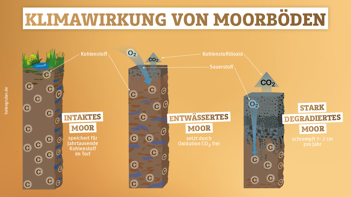 #Moore bestehen aus bis zu mehreren Metern mächtigen Torfschichten, in der abgestorbene Pflanzenreste konserviert wurden. Durch #Entwässerung gelangt Sauerstoff in den Boden und oxidiert mit Kohlenstoff zum Treibhausgas #CO2. In D werden Moore daher geschützt & renaturiert.