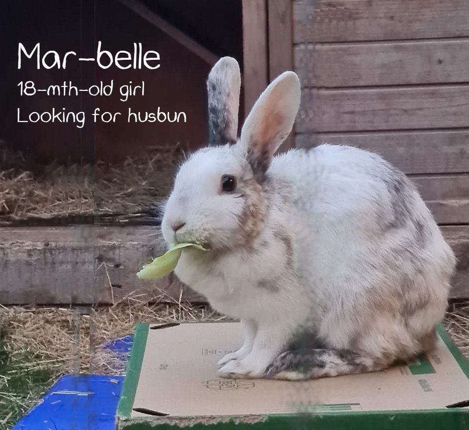 RSPCA_Crewe's tweet photo. Beautiful bunnies, looking for a home. 🐰🐇
See https://t.co/iaoSEiJcTo for more info. https://t.co/dIyx2mYccT