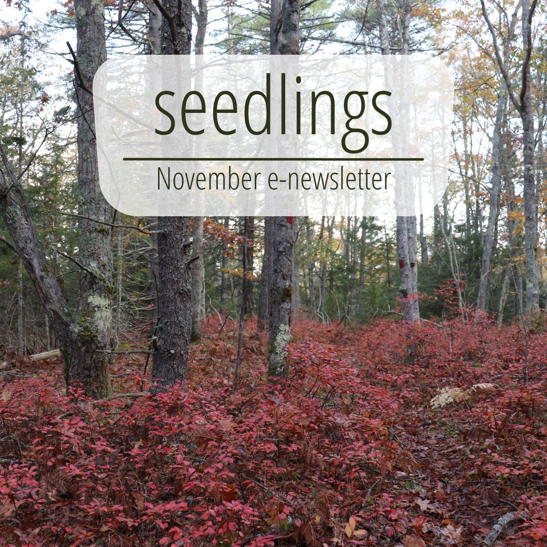 Maine_TREE's tweet photo. The November edition of our seedlings newsletter is here! 

In this issue: 
- Forest Program Manager
- Window to the Woods
- Anita Smith Stewardship Award
- Register for CLP Annual Banquet
- Maine Tree Farmer Gift Ideas

seedlings -- November 2022 - https://t.co/r5yCKBB7d1 https://t.co/xD4VaQqkc8