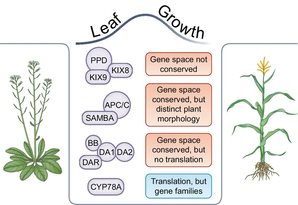 The translatability of genetic networks from model to crop species: lessons from the past and perspectives for the future 

nph.onlinelibrary.wiley.com/doi/10.1111/np… 
#plantsci ♻️