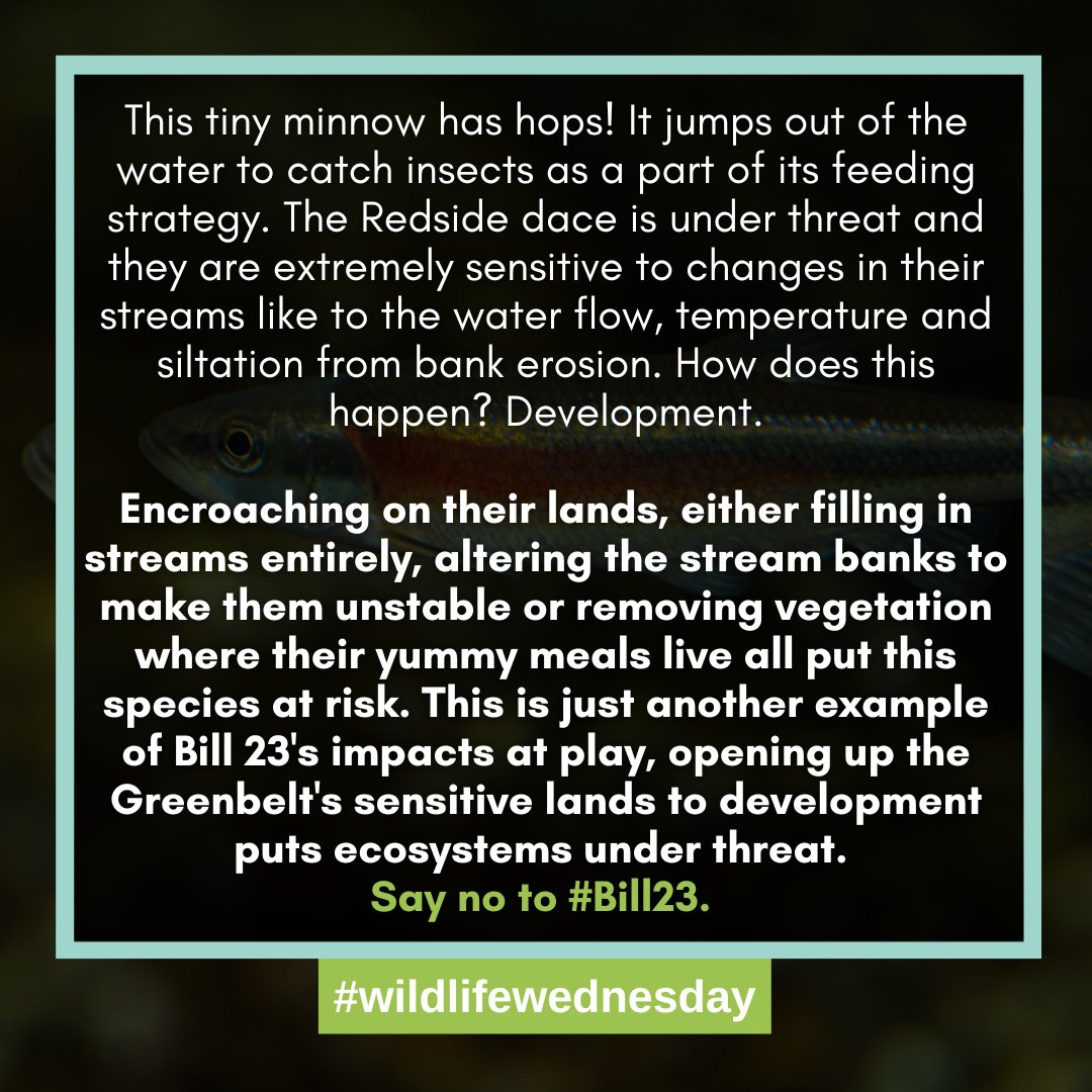 WildlandsLeague's tweet photo. The #RedsideDace is an endangered species that can be found in the Golden Horseshoe and #RougeNUP.

They're extremely sensitive to changes in their streams &amp; opening up the Greenbelt's sensitive lands to development puts them at risk. Say no to #Bill23: https://t.co/WbBlgWdILL https://t.co/xduzSnb4nL