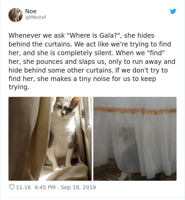 Your Daily Dose Of Cuteness (@dailycutepic) on Twitter photo 