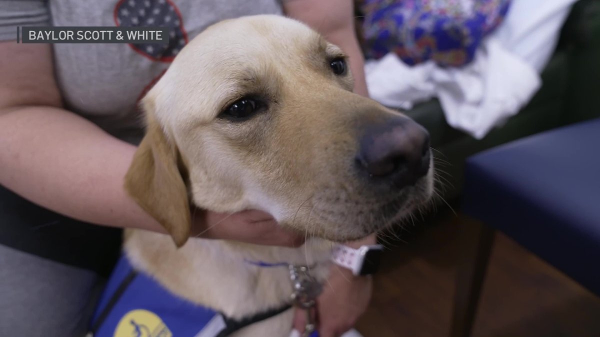 The Team at @bswhealth The Heart Hospital - Plano recognized physician burnout as a genuine concern. They've implemented several initiatives, even hiring two full-time canine companions to help bring cheer to everyone. @NoelleNBC5 @NBCDFW shared the story. bit.ly/3i6ifFU