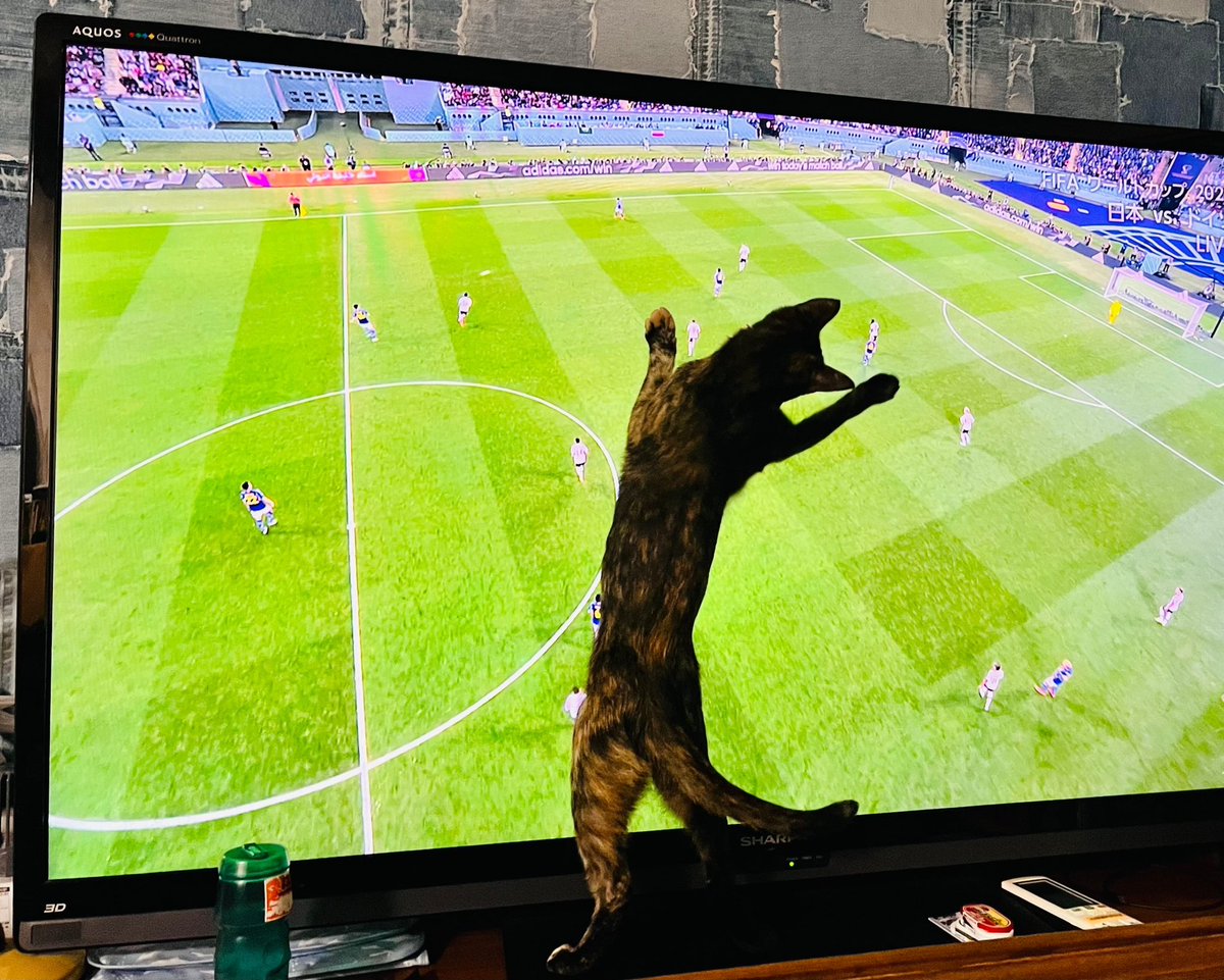 Lassie_Bow's tweet photo. 日本代表逆転ゴールの瞬間を激写w
#サッカー日本代表 
#FIFAWorldCup https://t.co/bvkjq0ZS27