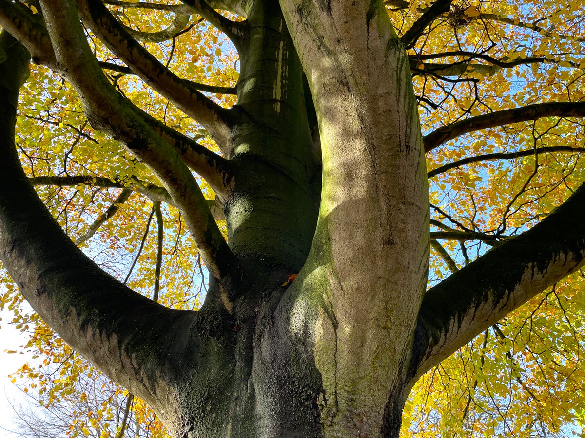 RawlinsonJulia's tweet photo. Looking up and looking down #NaturePhotography #MorningWalk #AbbeyFields #Kenilworth https://t.co/e2dbn1DBOD