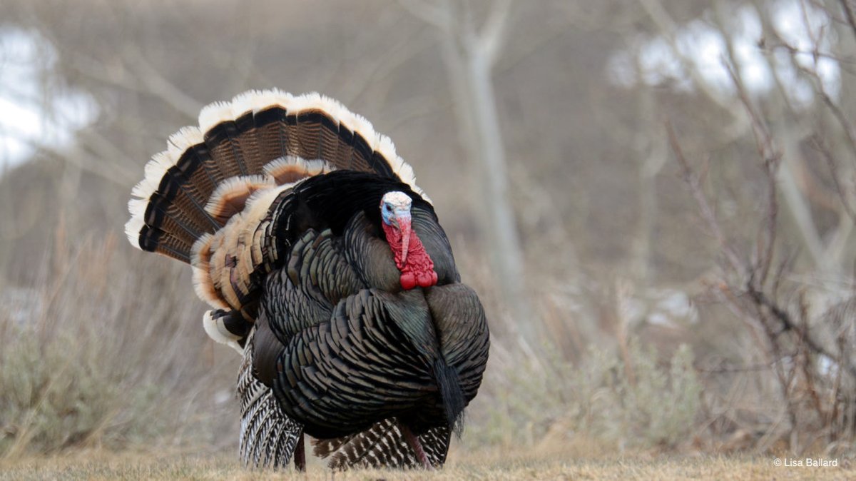We have everything you’ve ever wanted to know about turkeys. Seriously. Dig in to this feast of turkey content from our archives. nature.ly/3TVfmF2
