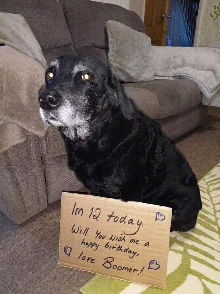 Tweets of Dogs tweet media
