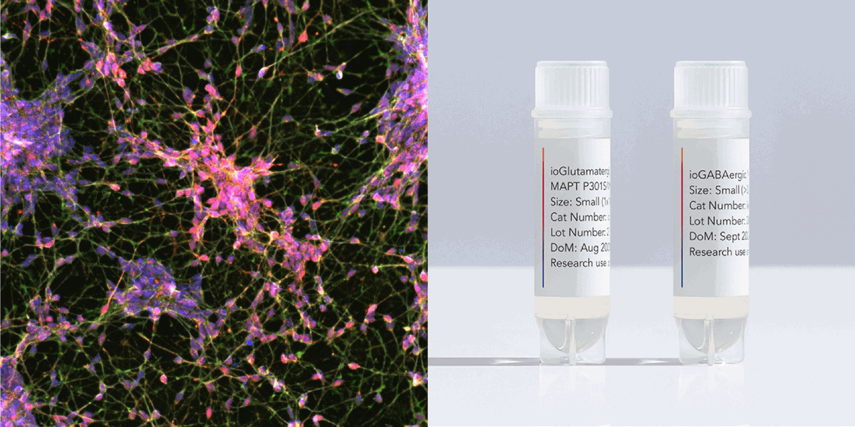 bitbio's tweet photo. NEW CELLS! Introducing new precision reprogrammed #FTD #ioDiseaseModelCells and #ioWildTypeCells #ioGABAergicNeurons for early access, ready to be integrated into your neurodegenerative disease research and drug discovery workflows. Read the press release: https://t.co/ThBGHV3iiw https://t.co/WaUB3809iH