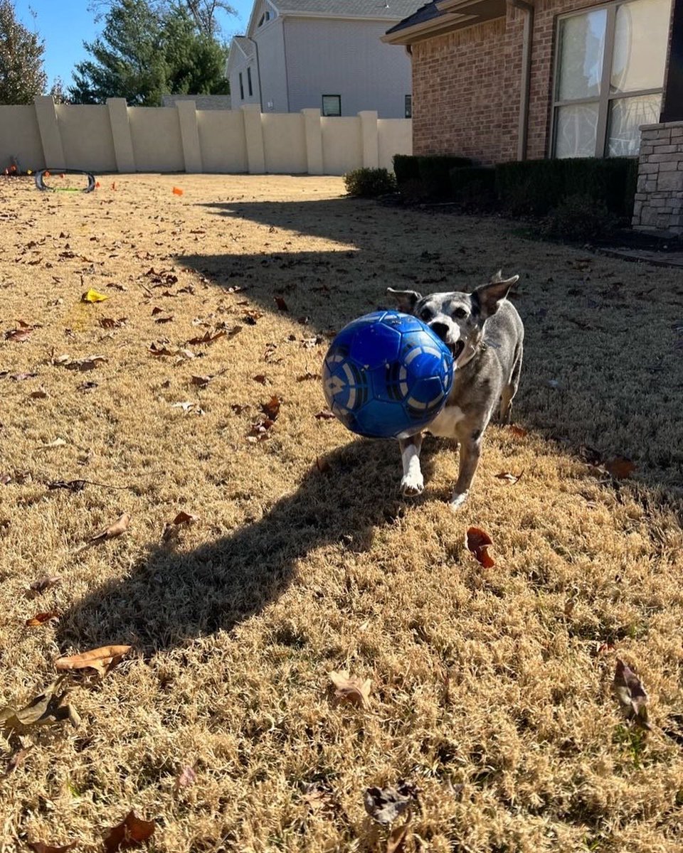 petsitco's tweet photo. Fetch on repeat. #heelermix #dogfetch #homevisit #petsitter #petsitting #rogersarkansas #nwa #petsitco https://t.co/7wisNanlVM