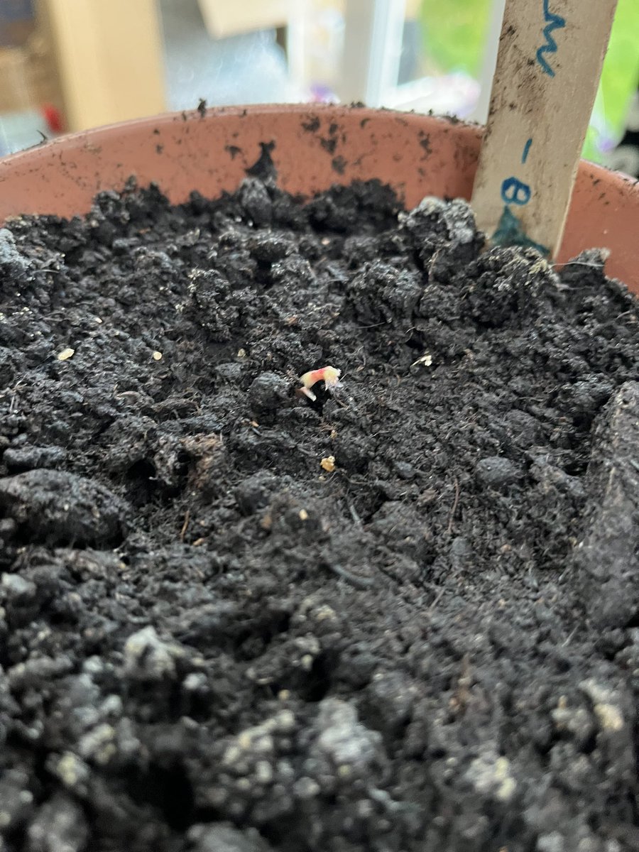 Liz_Barnett_'s tweet photo. So 3 weeks later the roots are well underway. The boys planted some in soil with @scouts and they are showing green shoots! @ResponsePS #trees #AcornProject https://t.co/smKWEeWpCp