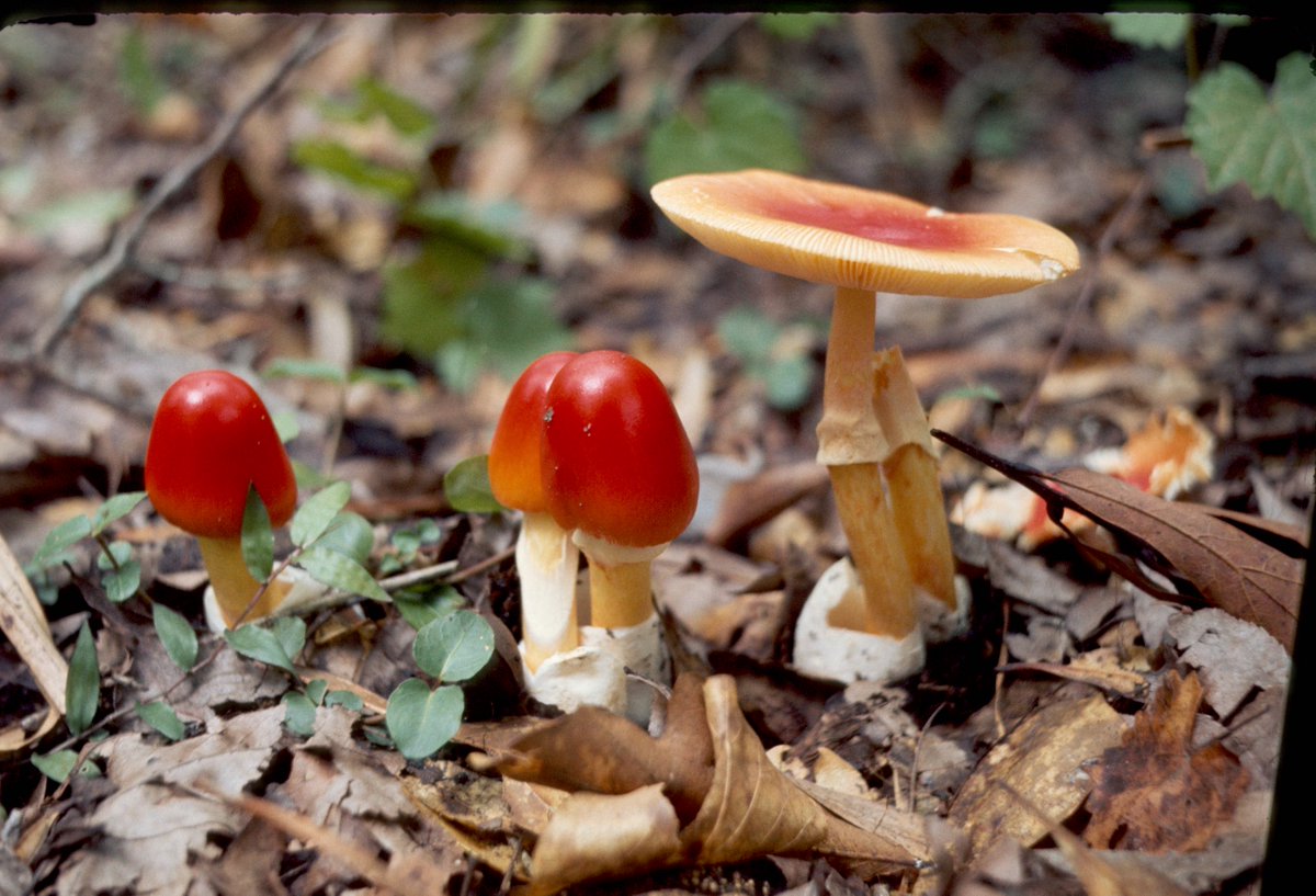 Alison Harrington tweet media