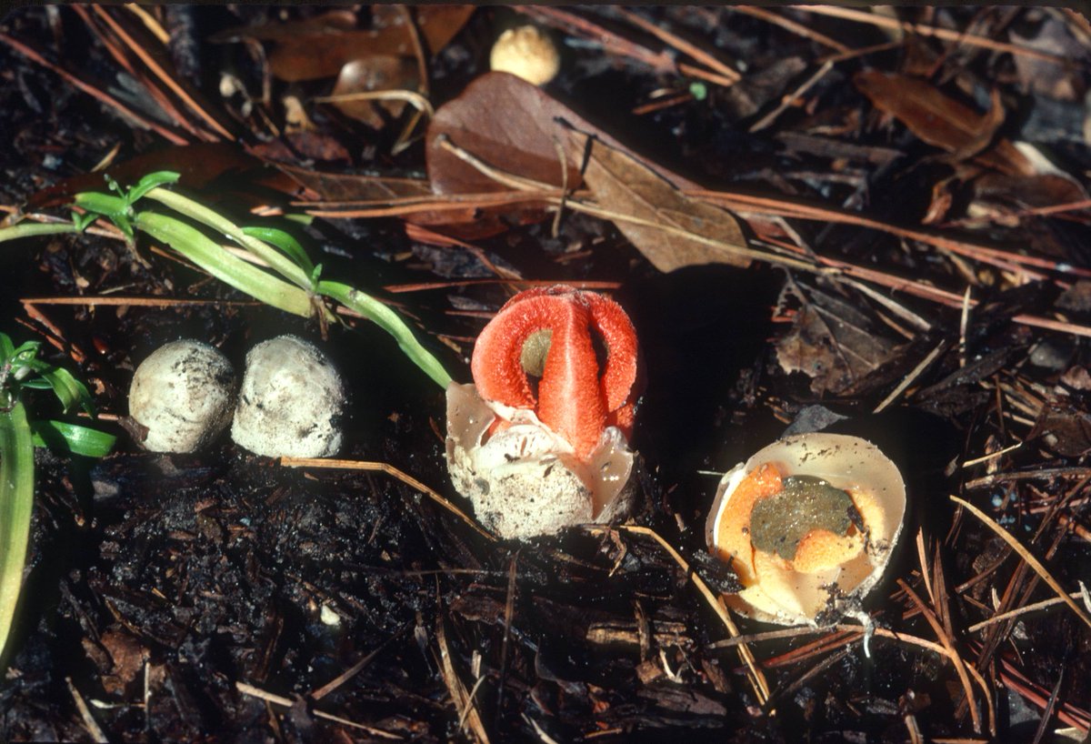 Alison Harrington tweet media