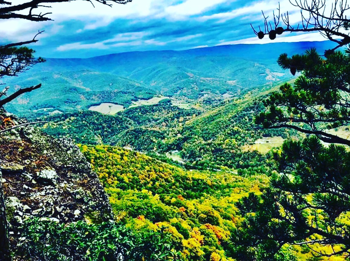 ForestFestival tweet media