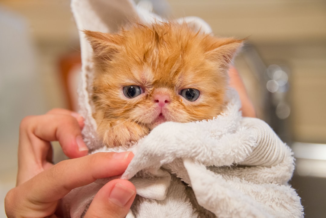 Random Kitties tweet media