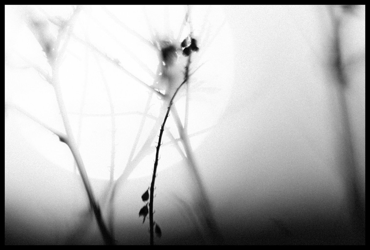 Exile Series

#fujixt2 #fuji56mm12 #macrotube #nature #exile <a href="/FujifilmX_US/">FUJIFILM X/GFX USA</a>