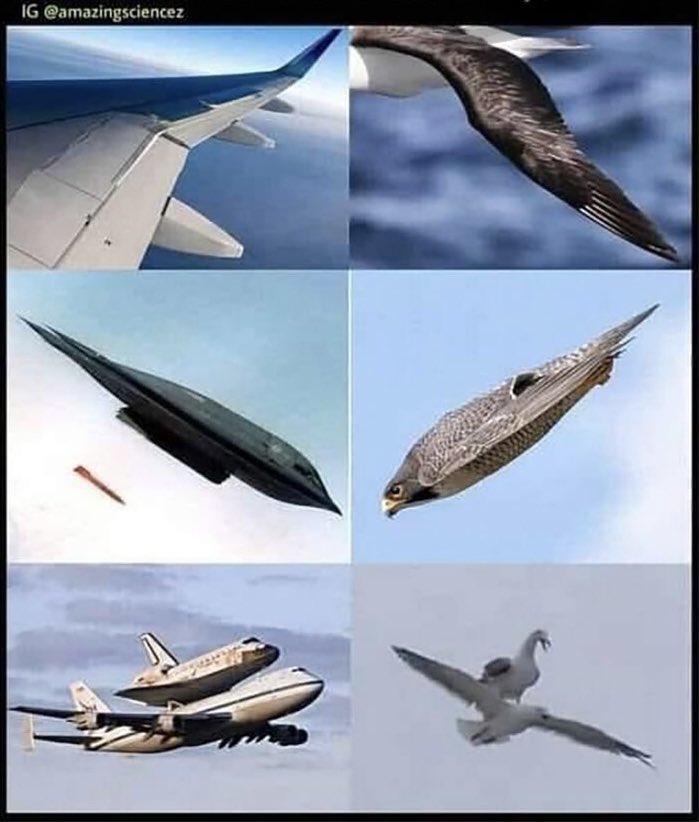 Nature has inspired so many engineering techniques in the aviation industry