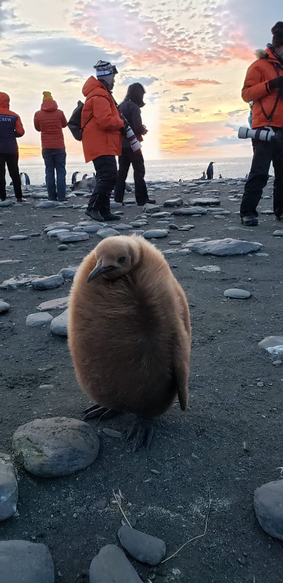 PersonalTravel_'s tweet image. Our agent Jenny Revesz is currently in Antartica with National Geographic - INCREDIBLE ❤️ 🐧 @NatGeoTravel @ensembletravel #lifeofatravelagent #dowhatyoulove #travelantartica #travelindustry #travelagent #tourism #travelandtourism #travelagency #travelcommunity #joinourteam