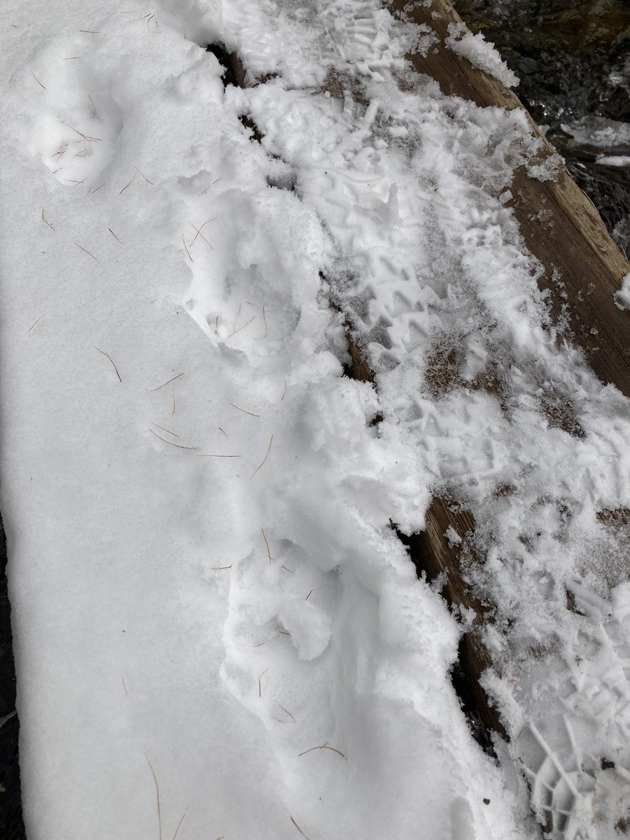 En altitude on croise des traces de chamois et de loups
#EetM_2022