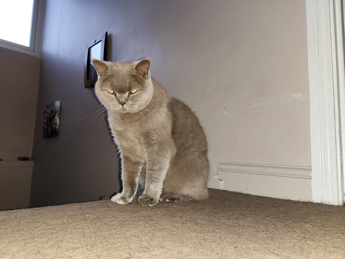 Humpherdinks's tweet photo. Mother says I look possessed 😹🙀 #britishshorthair #CatsofTwittter #WhiskersWednesday https://t.co/EuNJDIICjn
